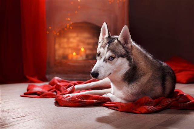 Husky Dog At The Fireplace