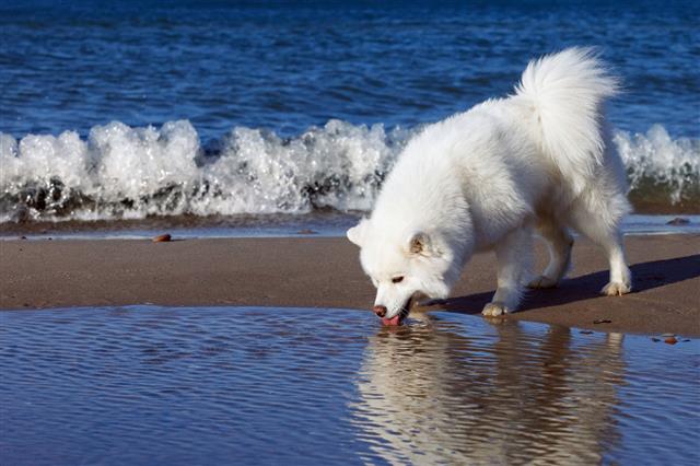 White Samoyed Dog Walks Near Sea