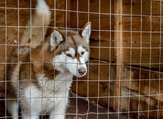 Husky Dog In The Cage