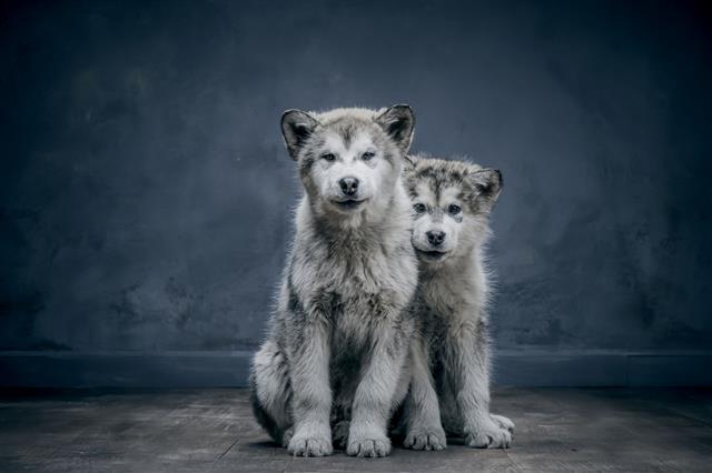 Portrait Of Alaskan Malamute Puppys