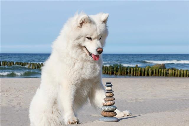 White Dog Samoyed And Rocks Zen