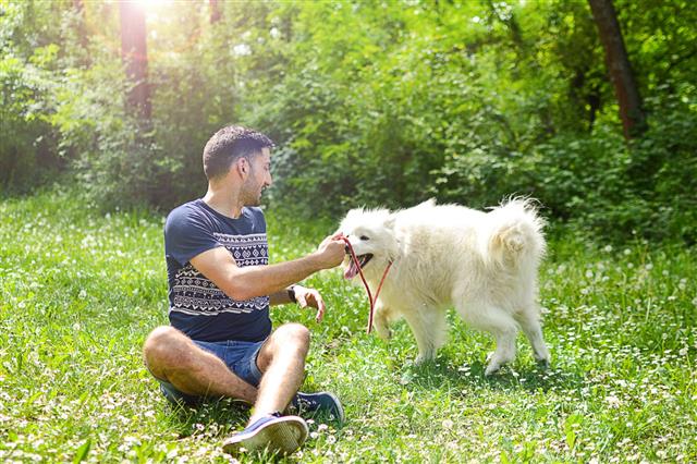 Man Plays With His Dog Samoyed