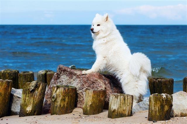 White Samoyed Dog Walks Near Sea