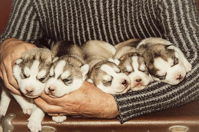 Five Puppies Siberian Husky