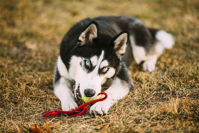 Husky Puppy Plays With Tennis Ball