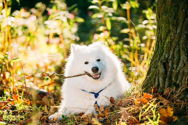 White Samoyed Dog Outdoor In Autumn
