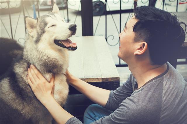 Owner Playing Happy Husky Siberian Pet