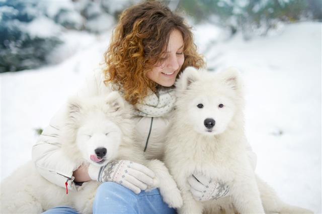 Woman In Winter Park With White Dogs
