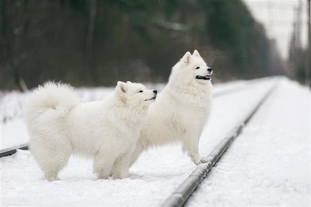 Two Samoyed Husky Sitting In Snow