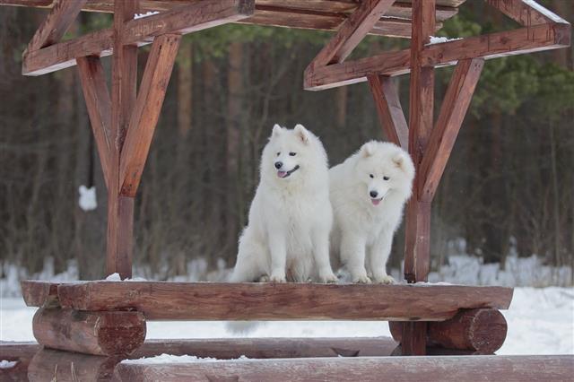 Two Samoyed Sitting In The Snow