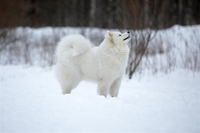 Samoyed Sitting In The Snow