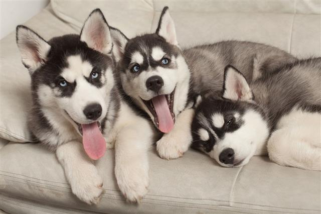 Blue Eyed Beautiful Husky Puppies