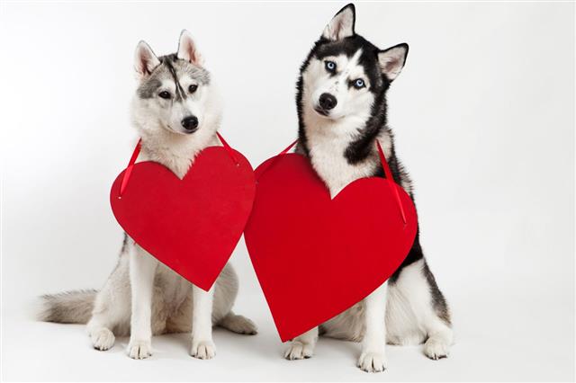 Two Husky Dogs And Heart Symbol