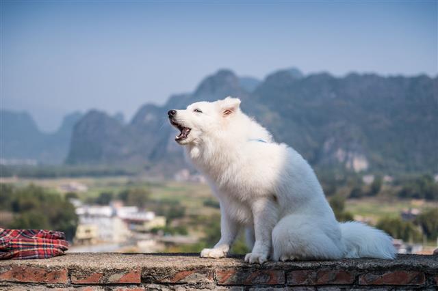 The Samoyed Dog Sitting On The Wall