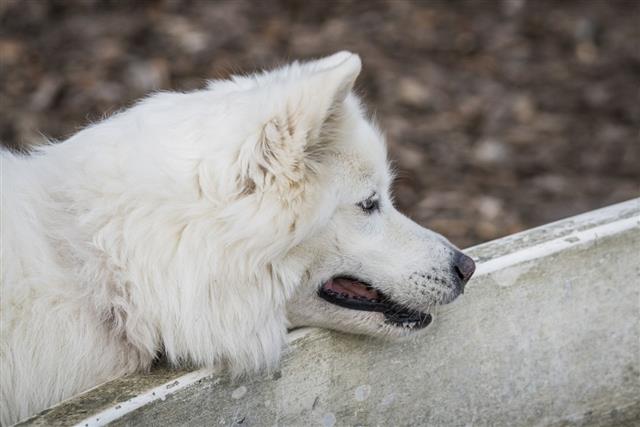 Samoyed Family Dog With Fluffy White Fur