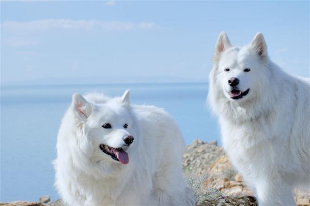 Best Of Show Alaskan Malamute Dogs
