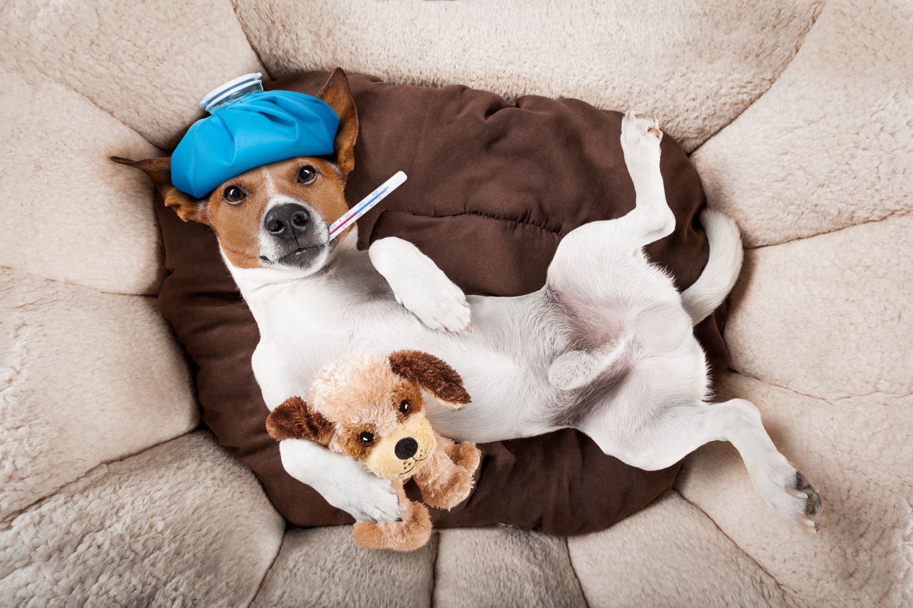 What to Do if Your Dog Gets a Cold