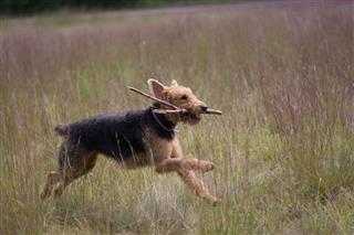 Airedale Terrier Run