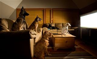 Dogs Watching Tv