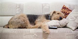 Airedale Terrier Lying Down At Sofa