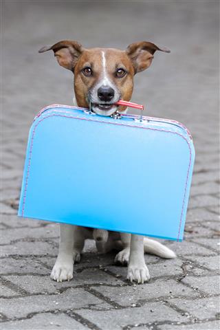 Dog Waiting With A Blue Bag