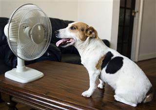 Dog And Fan