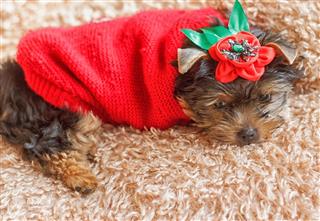 Yorkshire Terrier In Red Sweater