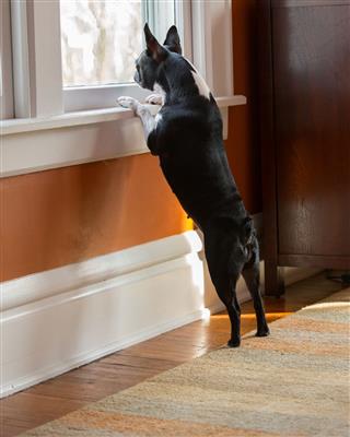 Dog Standing Looking Out Window