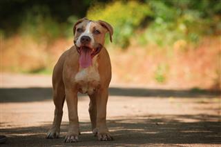 Portrait Of A Puppy Pit Bull