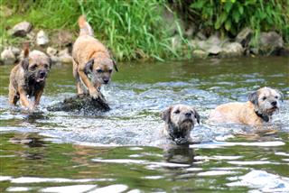 Border Terriers Crossing A River