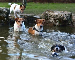 Jack Russel Terriers Swimming In Pond