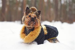 Yorkshire Terrier Dog Staying In Snow