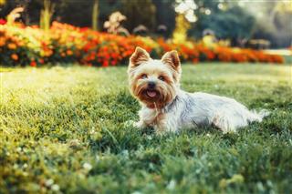 Yorkshire Terrier Dog On Green Grass