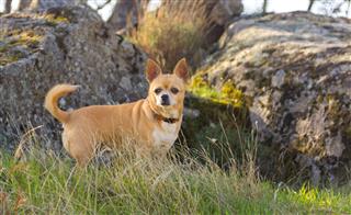 Beautiful Chihuahua Dog On The Field