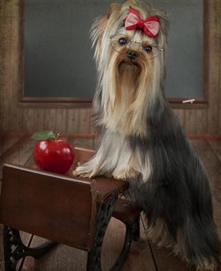 Yorkshire Terrier Teacher Student At Desk