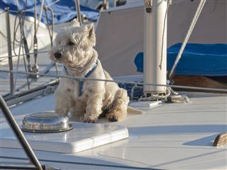 Westie On Sailing Boat