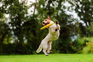 Jack Russell Terrier Catching Flying Disk