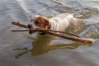 Dog Holding Branch In The Water