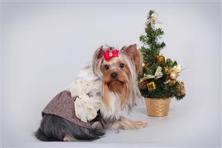 Yorkshire Terrier Next To Christmas Tree