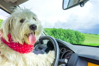 Dog Driving Steering Wheel In Car