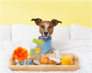 Hotel Room Service With Dog