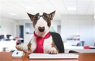 Business Dog At Work
