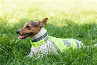 Dog Wearing Safety Reflecting Light Vest