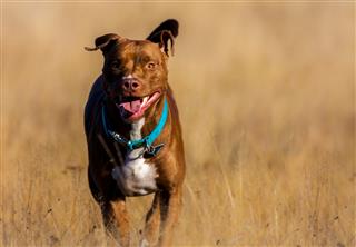 Staffordshire Terrier Runs Over Brown Field