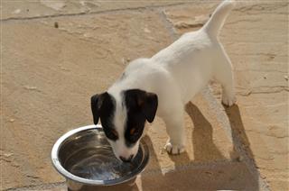 Puppy Drinking Water From Bowl