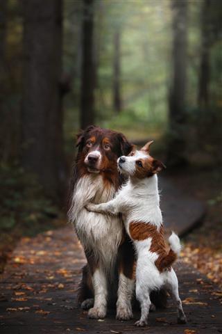 Two Dogs In The Woods