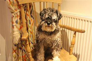 Terrier Sitting On Wooden Chair