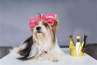 Yorkshire Terrier With Red Bow And Crown