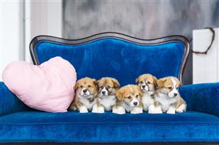 Charming Little Puppies On Blue Sofa