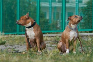 Two American Staffordshire Terrier Dogs